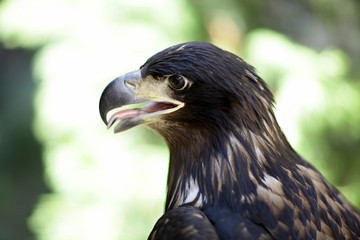Majestic wild eagle