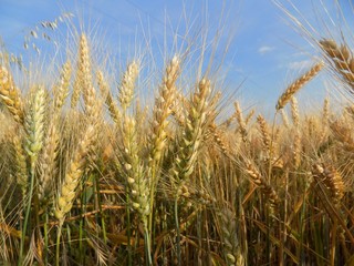 Barley ears and sky