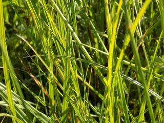 Fototapeta premium Grass