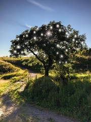 Tree of Life
