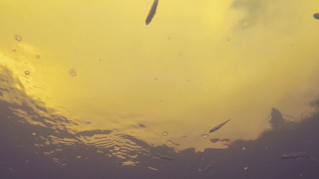Underwater Video of Fish in the River/ Fish swim in the rapid river above the camera. The camera is under water. Over the fish of the water surface
