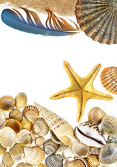 shells