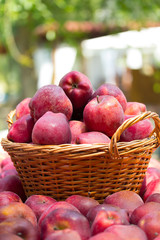 Organic apples in basket in summer grass. Fresh apples in nature