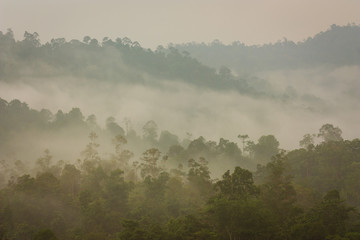 Mountain and Tropical Jungle under Mist