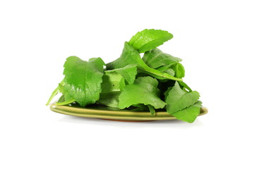 stevia sugar substitute herbs leaves in pure white background