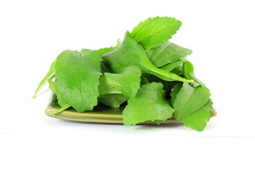 stevia sugar substitute herbs leaves in pure white background