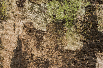  image of the Stain on the wall