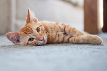 Cute baby Tabby cat relaxing on the floor.