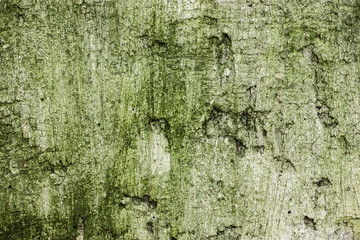  image of the Stain on the wall
