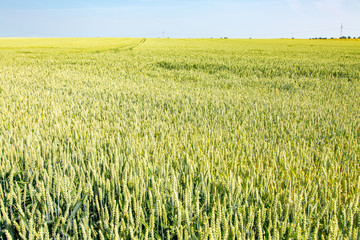 Young wheat field
