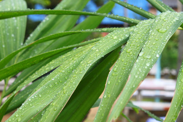 water drops on plant leaves