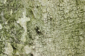  image of the Stain on the wall