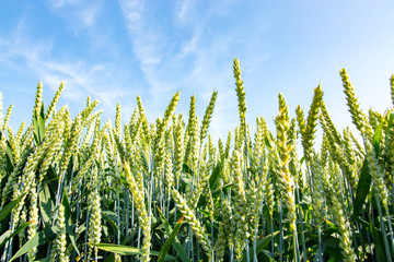 Young wheat field