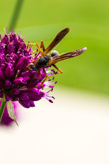 Drumstick Allium Flower Bloom and Wasp