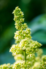 Yellow Blooming Flowers