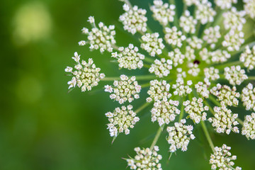 Daucus carrota Queen Anne's Lace