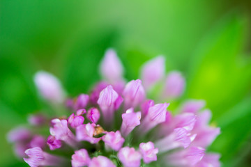 Obraz premium Trifolium pratense Red Clover Flower