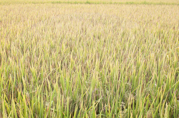 Fototapeta premium Rice