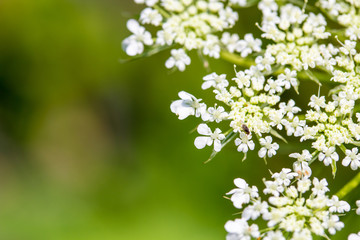 Daucus carrota Queen Anne's Lace