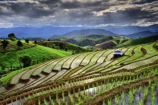 Visual arts rice terraces