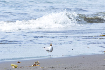 The sea seagull walks on coast of Pacific ocean