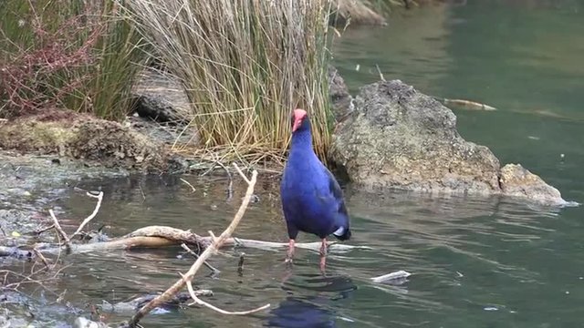 Pukeko swamp bird native to New Zealand on a pond beach.