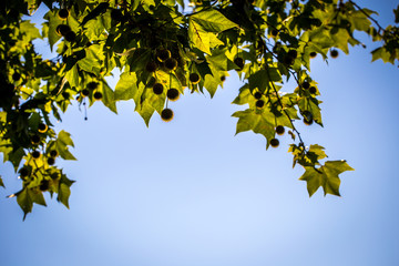 Blätter eines Laubbaumes in der Morgensonne