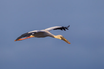 Open-billed stork (Anastomus oscitans) flying