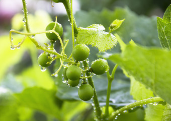 Grapevine with drops after rain