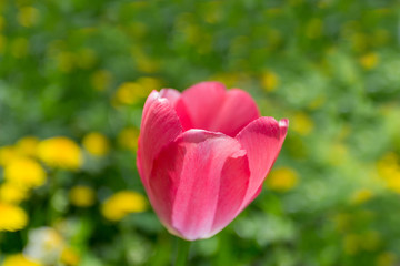 red tulip on the street