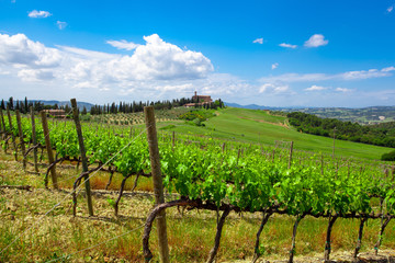 Fototapeta na wymiar Hill of Tuscany with Vineyard