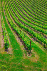 Fototapeta na wymiar Gorgeous view on beautiful green vines