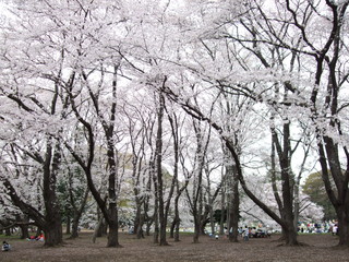 桜が咲く春の砧公園　Kinuta Park