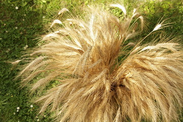 Erntezeit / Weizengarbe  /Stillleben