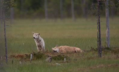 Wolfs