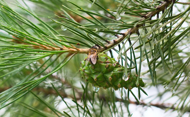 pine cones on branch