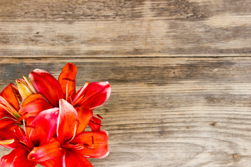 Beautiful lily on wooden background  with copy space
