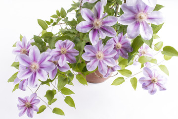 白バックの紫色のクレマチスの鉢