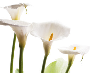 白背景のオランダカイウの花のアップ