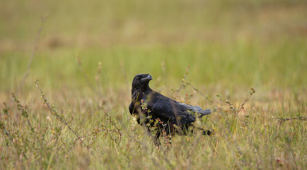 Raven