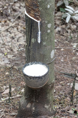 rubber trees