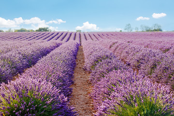 Obraz na płótnie Canvas Lavender fields near Valensole in Provence, France on sunset
