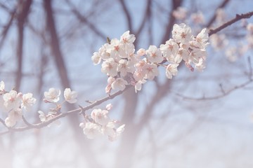 Cherry blossom in soft focus 
