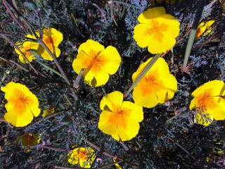 A Closeup View of a Grouping of California Poppies