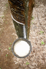 rubber trees