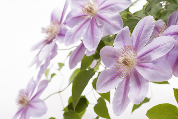 紫色のクレマチスの花のアップ