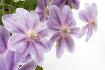 紫色のクレマチスの花のアップ