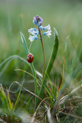 Ladybug and flower on a green background.