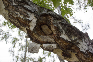 Birch trunk with hollow, hole
