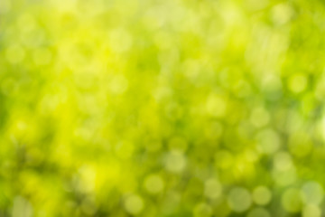 Obraz premium Green bokeh background. Element of design. Abstract eco green bl